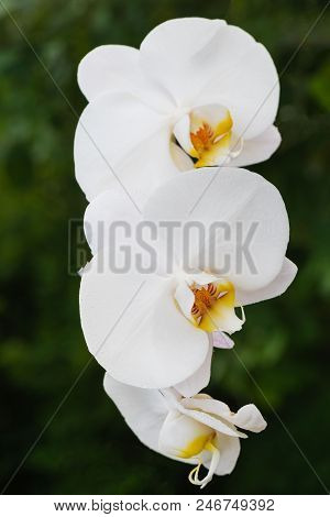 White Orchid With Droplets Of Water On The Surface After Rain.