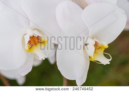 White Orchid With Droplets Of Water On The Surface After Rain.