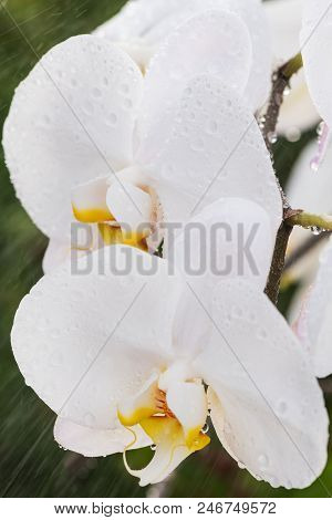 White Orchid With Droplets Of Water On The Surface After Rain.