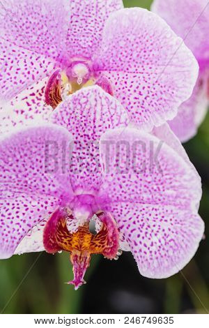 Purple Orchid With Droplets Of Water On The Surface After Rain.