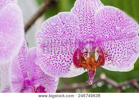 Purple Orchid With Droplets Of Water On The Surface After Rain.