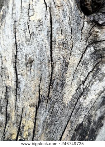 Fine Striations In A Grey Tree Bark. Picture Useful As A Background