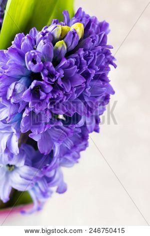 Bouquet Of Hyacinths On A Light Background