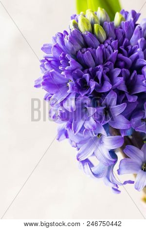 Bouquet Of Hyacinths On A Light Background