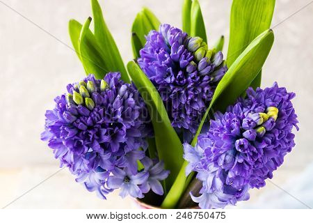 Bouquet Of Hyacinths On A Light Background