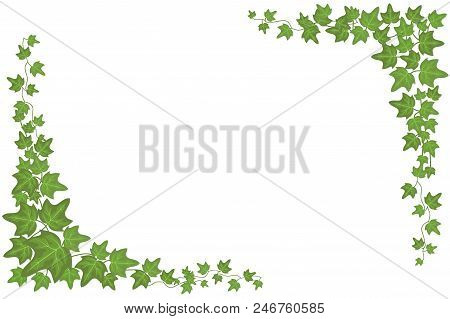Decorative Green Ivy Wall Climbing Plant Vector Frame. Foliage Decoration Wall, Branch Frame Green L