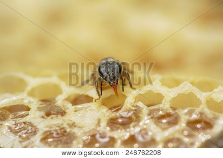 Nest Of Apis Florea