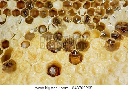 Nest Of Apis Florea Frozen In Some Parts