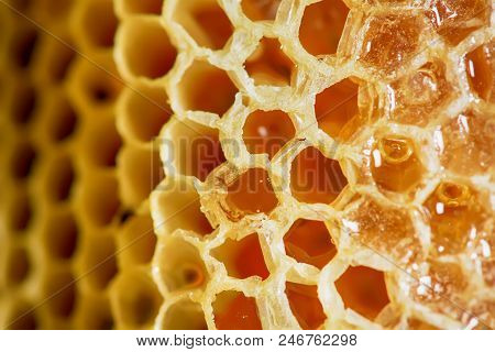 Nest Of Apis Florea Frozen In Some Parts