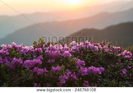 Pink Rhododendrons Flowers (rhododendron Myrtifoliumkotschyi Or Kotschyi) Against Sunlit Mountains S