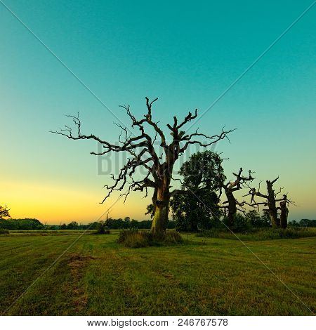 Beautiful Rogalin Oak In The Summer Sunset