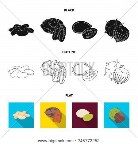 Pecan, Pine Nut, Pumpkin Seeds, Chestnut.different Kinds Of Nuts Set Collection Icons In Black, Flat