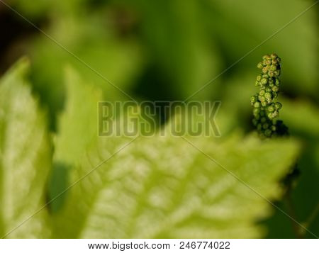 Close Up Of Branch Of Unripe Grape. Very Young And Unripe Wine Grapes And Leaves
