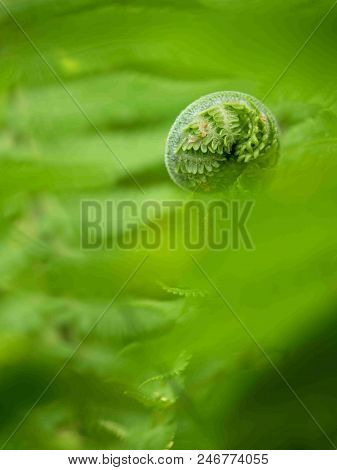 Fresh Fern Leaf,  Unrolling A Young Frond At A Botanical Garden. Blossoming Fern True Leaves Megaphy