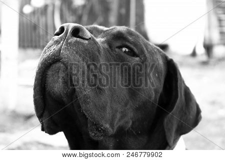 A Pretty Cane Corso Puppy Looks Up