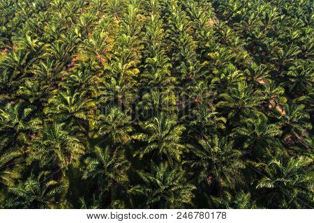 Aerial View Of Oil Palm Tree Plantation Field