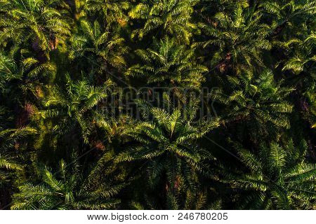 Aerial View Of Oil Palm Tree Plantation Field