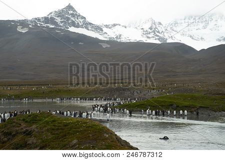 Gentoo Penguins Standing Along The Shore Of Danco Island