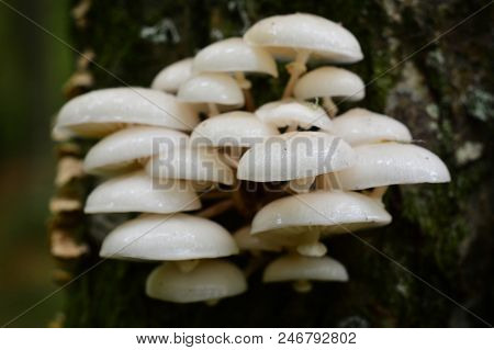 Oudemansiella Mucida Mushroom Cluster On The Tree Bark, Porcelain Fungus