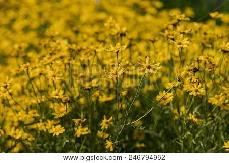 View At Woolly Sunflowers (eriophyllum Lanatum) In The Field