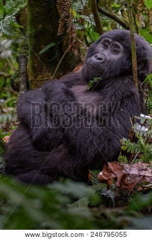 Mountain Gorilla In The Jungles Of Rwanda, Africa