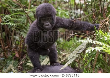 Mountain Gorilla In The Jungles Of Rwanda, Africa
