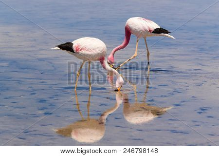 Two Flamingos Drink Water From A Shallow River