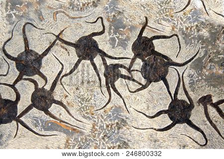 Petrified fossil starfishes in stone on brown color