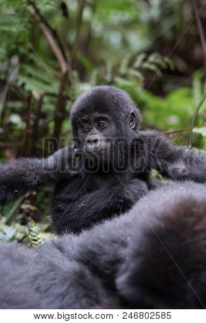 Mountain Gorilla In The Jungles Of Rwanda, Africa