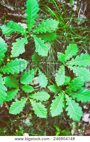 A Young Shoot Of Oak In Drops After The Rain. View From Above. Can Be Used As A Background Or An Ill