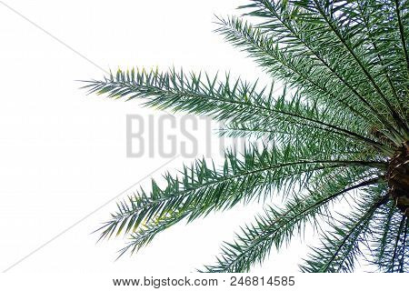 Cycad Palm Leaves With Branches On White Isolated Background For Green Foliage Backdrop
