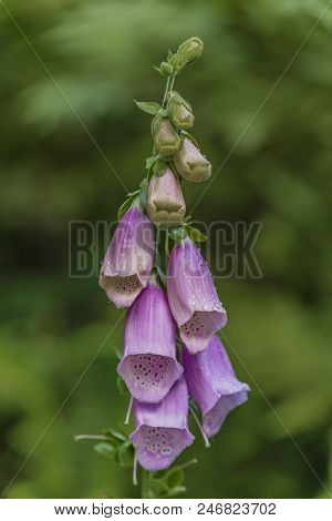 Foxglove Digitalis Flower In Summer Day In Krkonose Mountains