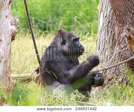 Western Lowland Gorilla Resting Next To A Rope And Feeding On A Tree Branch