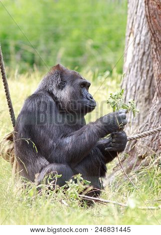 Western Lowland Gorilla Sitting Happily Feeding On A Branch Of Leaves - In Captivity