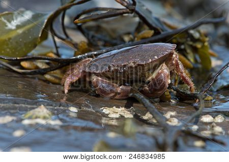 Brown Crab (cancer Pagurus) On Barnacle And Seaweed Covered Rock