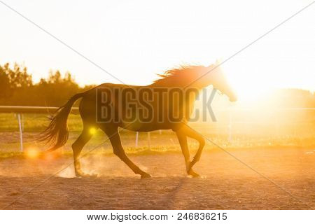Purebred horse running in the padlock in the sunset. Sunrays. Trotting.