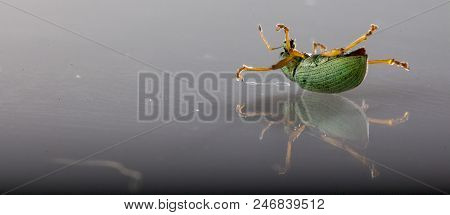 Iridescent Powdery Green Beetle - Nettle Weevil Phyllobius Pomaceus