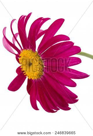 Flower Of Pyrethrum, Isolated On White Background