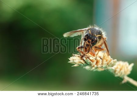 Adult Hornet On A Branch, Close-up, Closeup. Nature, Insects, Predators.