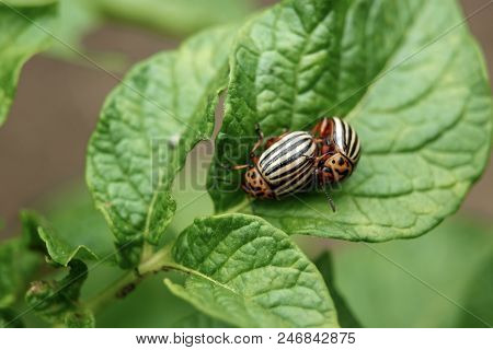 Colorado Beetle Eats A Potato Leaves Young. Pests Destroy A Crop In The Field. Parasites In Wildlife