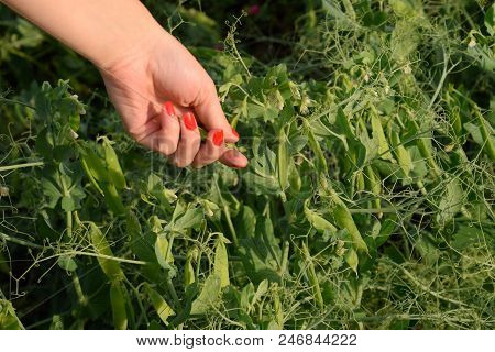 Green Peas. Pods Of Peas. Pea Field