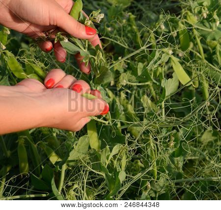 Green Peas. Pods Of Peas. Pea Field
