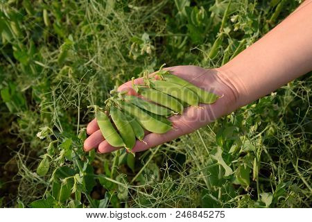 Pea Pods In A Woman's Hand. Green Peas In The Field. Pods Of Green Peas
