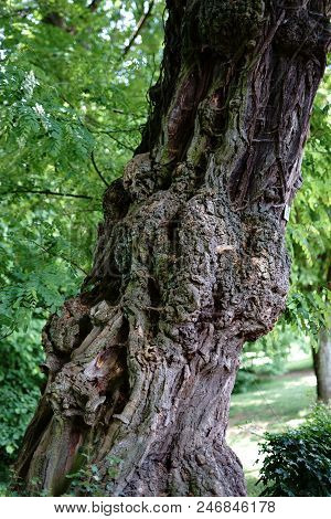 A Gnarled And Very Old Tree With A Inosculation Or Bulge On The Tree Trunk.