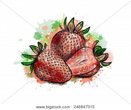 Strawberry. Sweet Fruit From A Splash Of Watercolor, Hand Drawn Sketch. Vector Illustration Of Paint