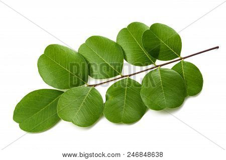 Bladder Senna (colutea Arborescens) Isolated On White