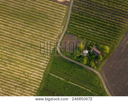 planted agricultural fields with a road and a house, top view