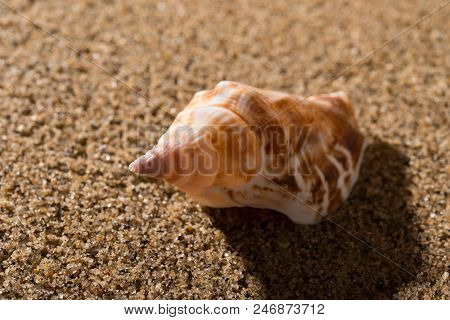 A Side View Conch Shell On Sand