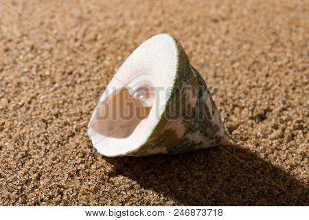 A Side View Conch Shell On Sand