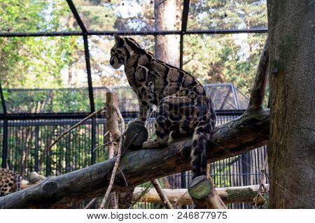 A Beautiful Spotted Smoky Leopard Sits On A Tree Orchered With A Lattice In A Cage On A Background O